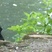 Radjah Shelduck